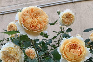 最常見(jiàn)的粉色月季叫什么